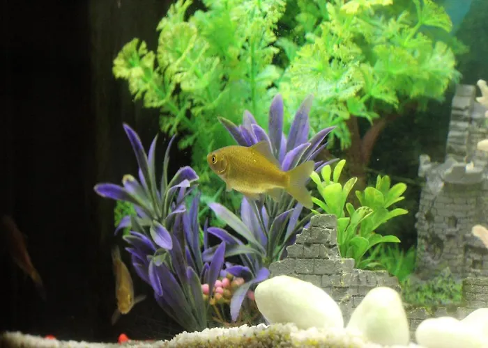 Aria Fina Alojamento de Turismo Rural