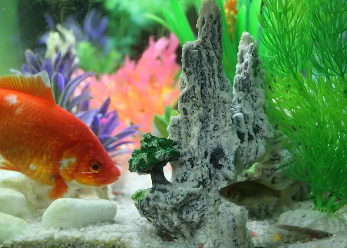 Alojamento de Turismo Rural Aria Fina